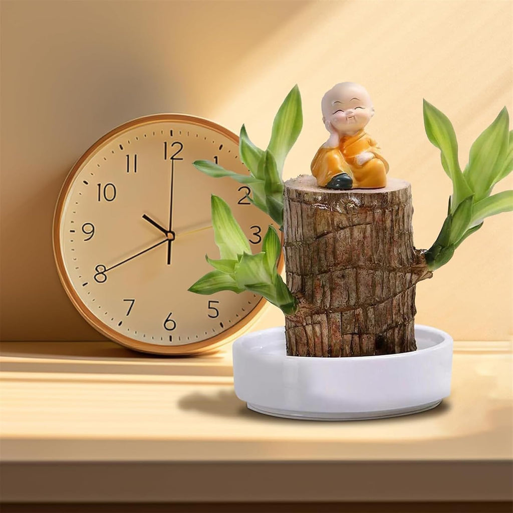 Brazilian Lucky Wood, Mini Home Plant Decorations